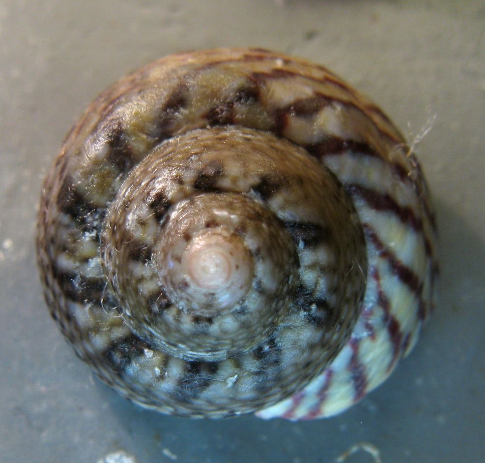 Tenerife, Canarie - Famiglia Trochidae